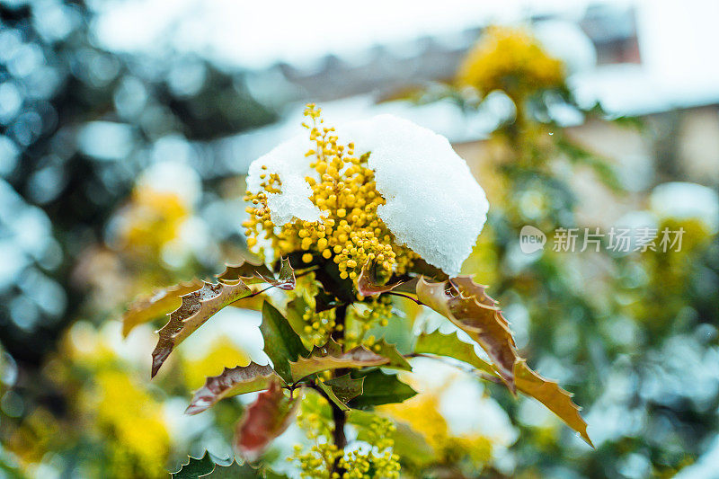 黄花被雪覆盖