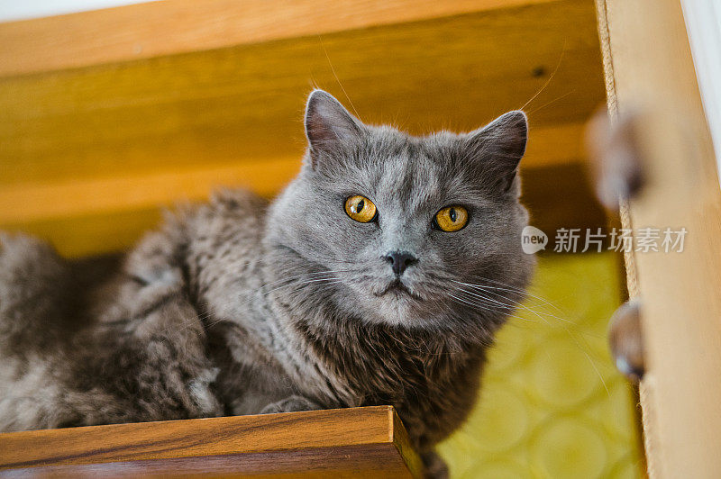 夏特鲁猫在架子上