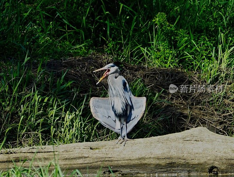 蓝鹭大哈欠