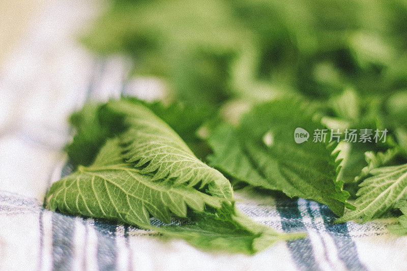 干燥有机荨麻叶，替代医学概念