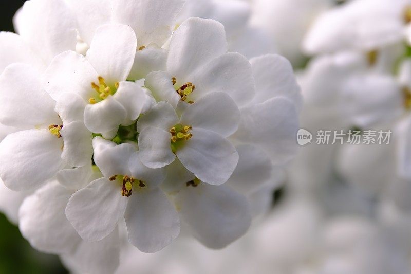 屈曲花属植物