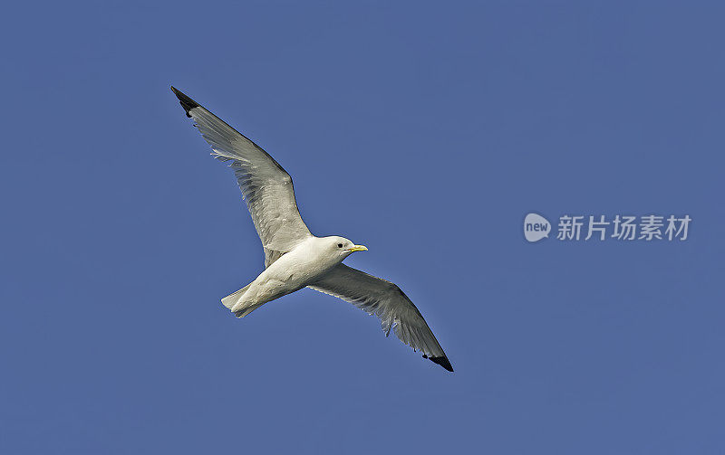 黑腿基蒂威克是一种海鸟，正在俄罗斯阿奇钦角的阿奇钦悬崖附近飞行。