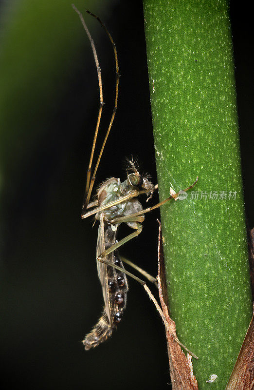 雌蠓(双翅目;Chironominae;Chironomini)和螨虫