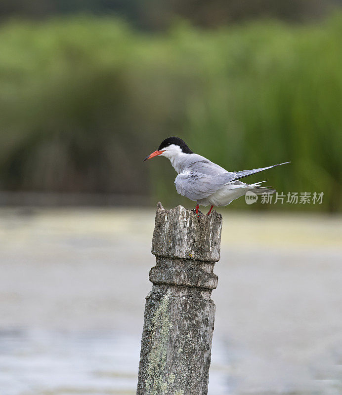 栖息燕鸥