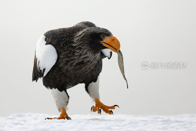 虎头海鹰在日本北海道