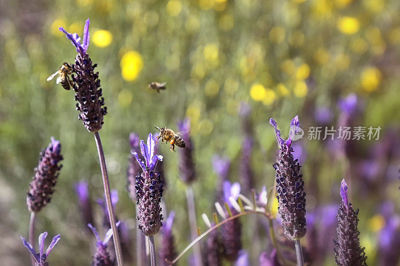 蜜蜂与薰衣草“笨蛋”