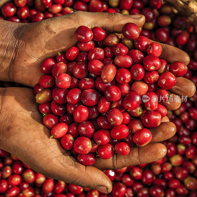 东非，年轻的非洲妇女展示新鲜采摘的咖啡樱桃