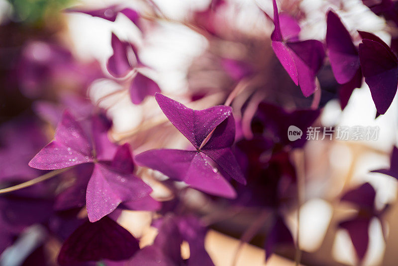 花架上的紫色三角酢草