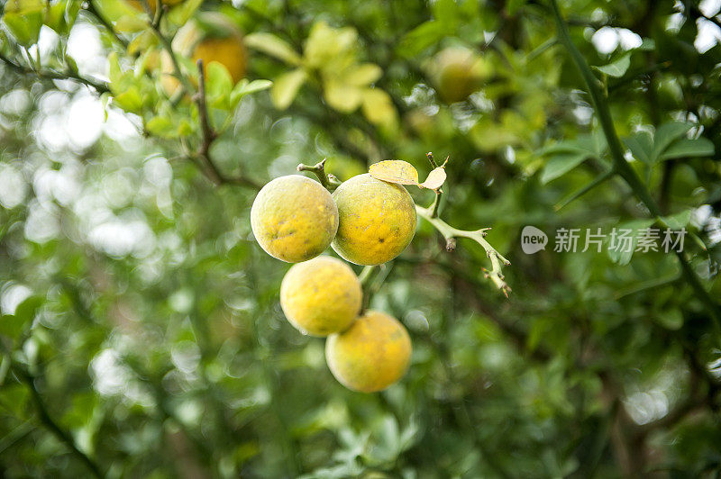 长在树上的野生柠檬。苦涩的柠檬(lat。枳壳trifoliata)。一根树枝上的几个柠檬水果特写。热带水果。格鲁吉亚。