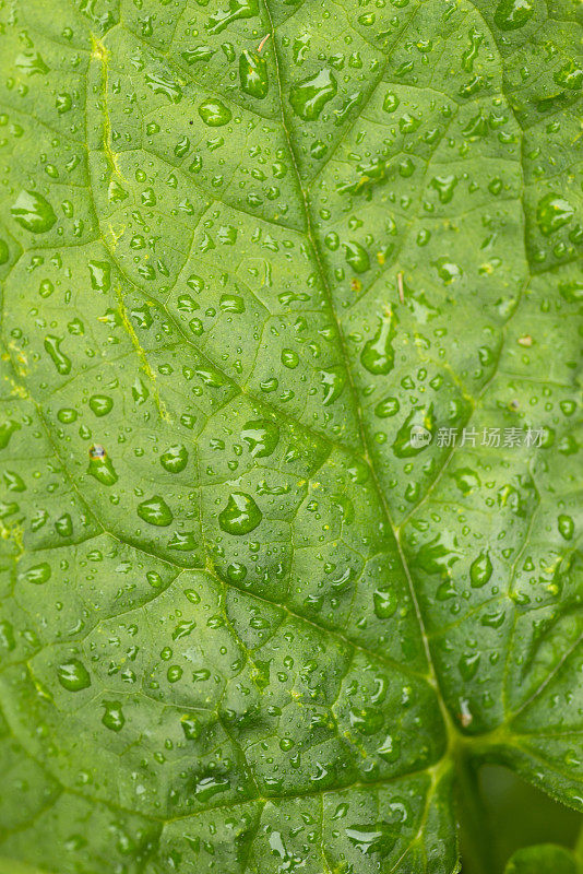 Brunnera。雨中植物的叶子