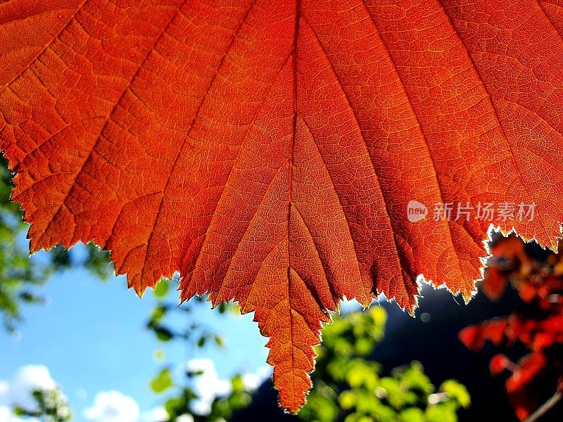 榛树叶子特写