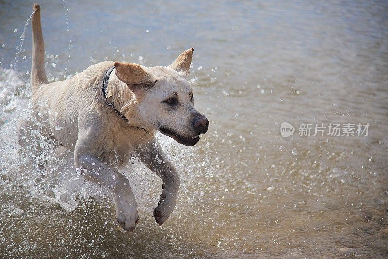 一只拉布拉多犬在海滩的水里奔跑