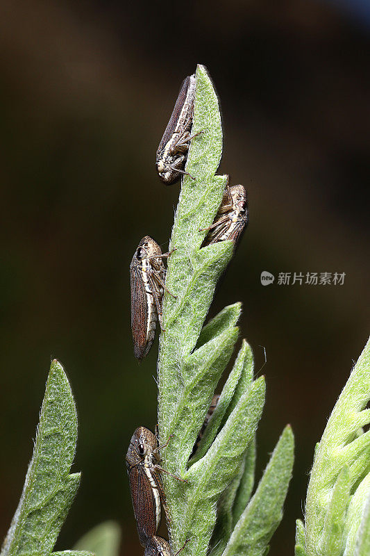 西方神枪手（海米普特拉;西卡德利达;普罗科尼尼;奎尔纳·奥西德纳利斯）