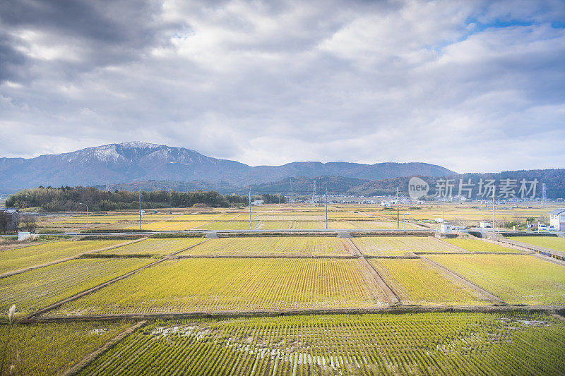 美丽的风景，绿色的稻田在日本准备收获