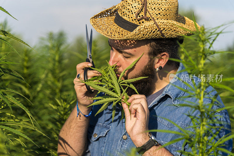 男子采集医用大麻