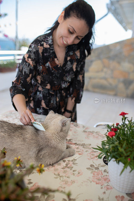 女人梳她的猫毛库存照片