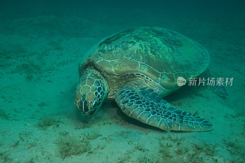 水下拍摄的绿海龟和玳瑁海龟