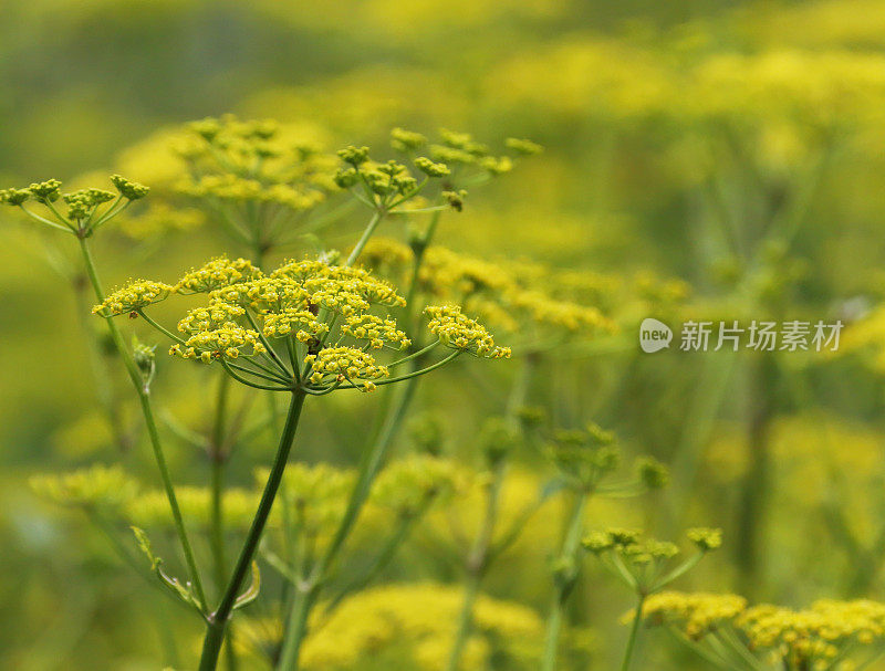 野生防风草