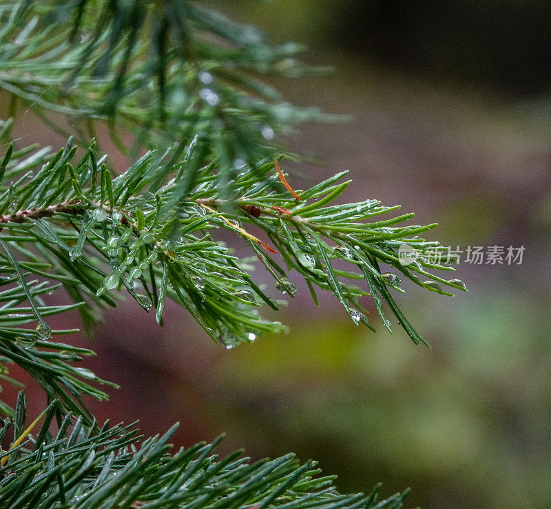 雨落在冷杉针叶上