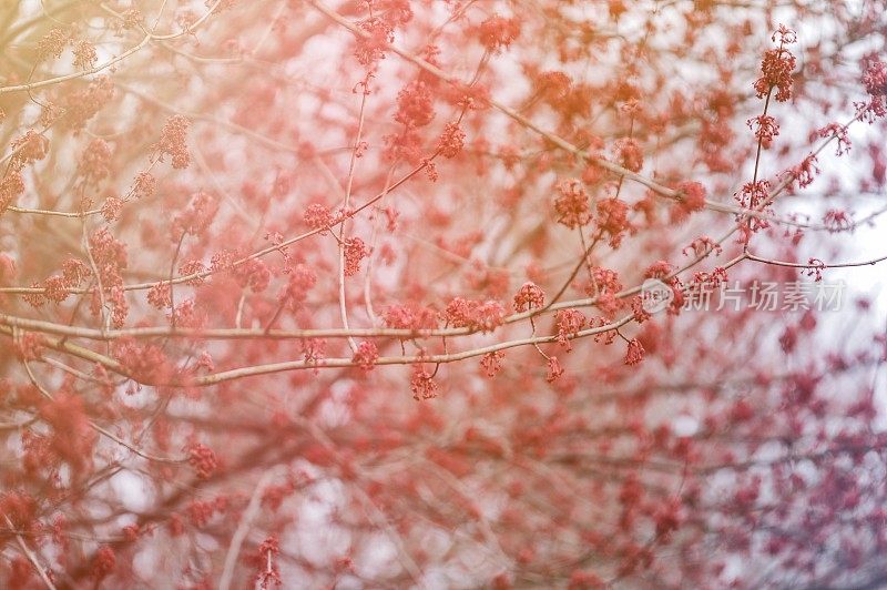 春天开花的树