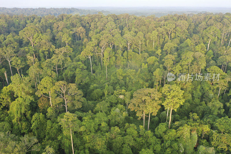 婆罗洲雨林。