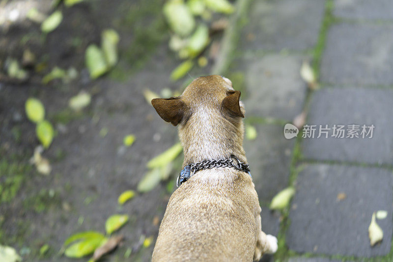 一天的生活中一个小高级狗