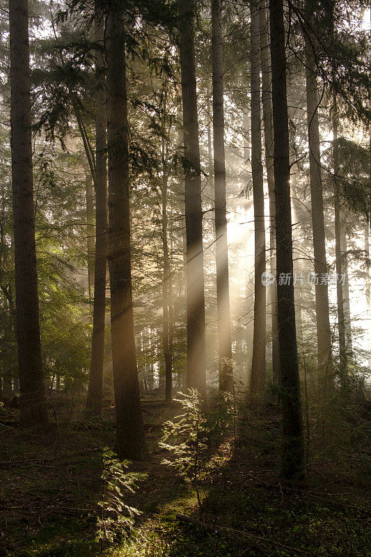 松树林景观在一个雾蒙蒙的秋天早晨与阳光透过树冠