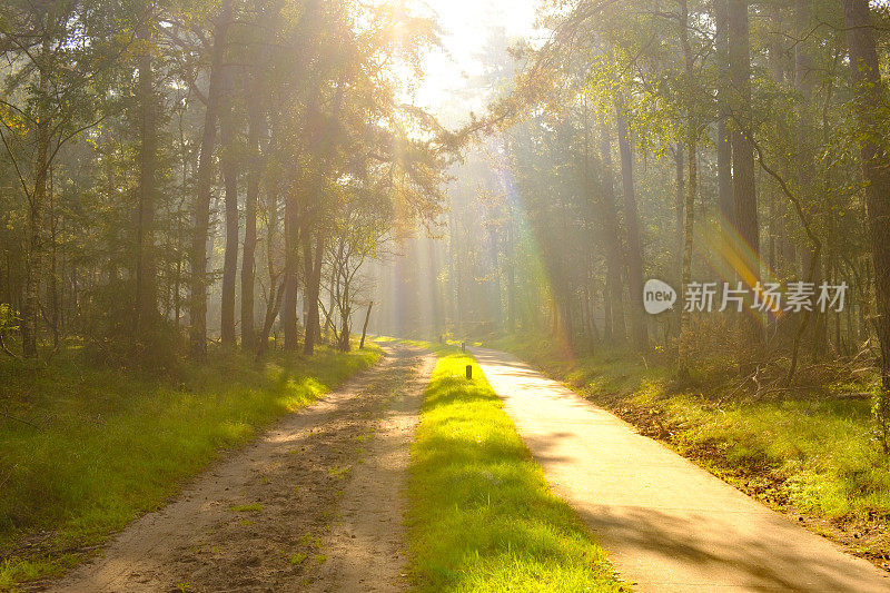 山毛榉森林景观在一个雾蒙蒙的秋天早晨与阳光透过树冠