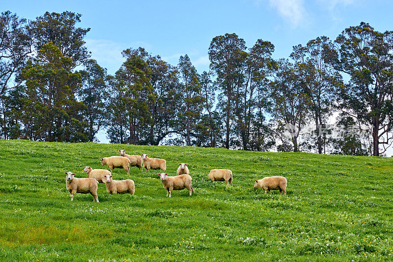 山坡草地上的羊群