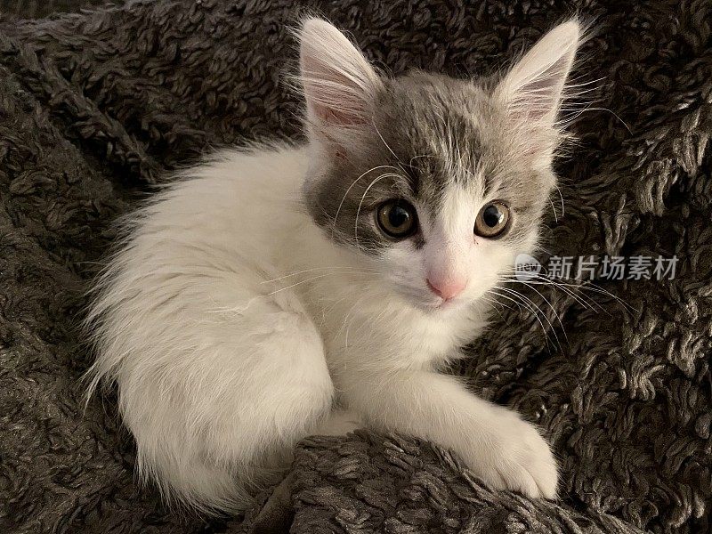 小猫在毯子