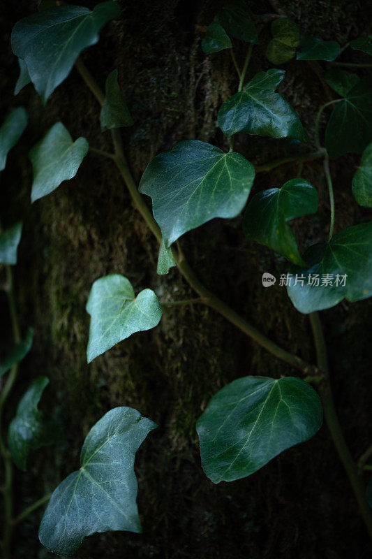 植物和花:一种植物树干上的常青藤-海德拉螺旋