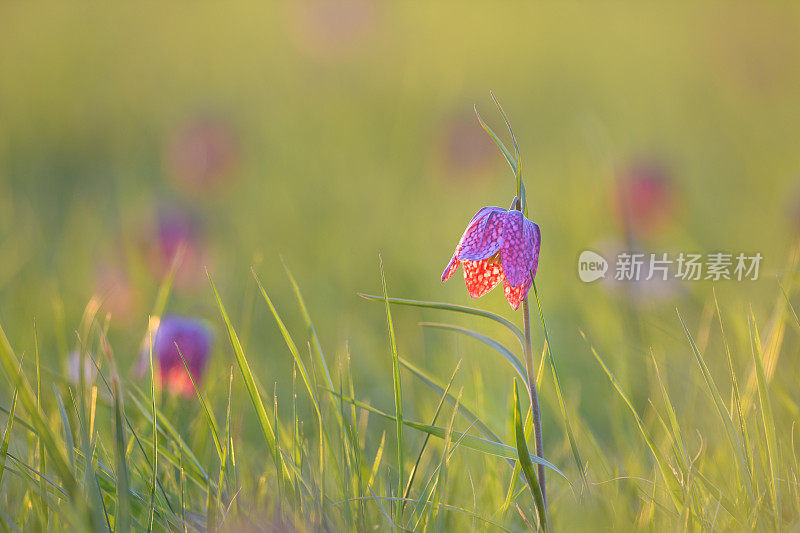 蛇头贝母(贝母meleagris)在一个美丽的春天日出与露珠在草地上。