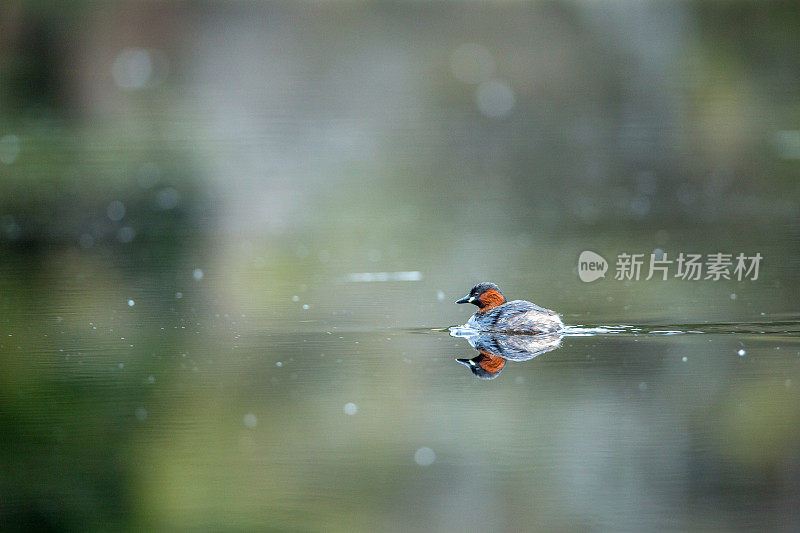 威金在平静的水面上滑行