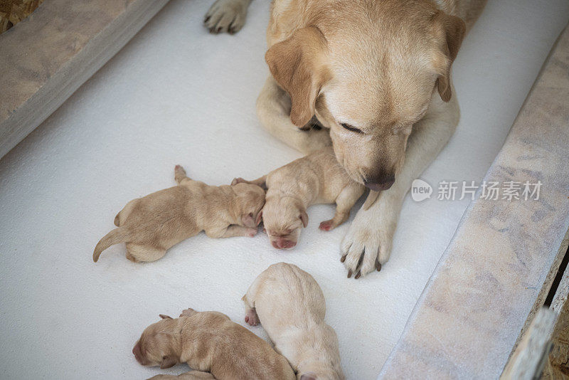 新生的小狗和它们的妈妈