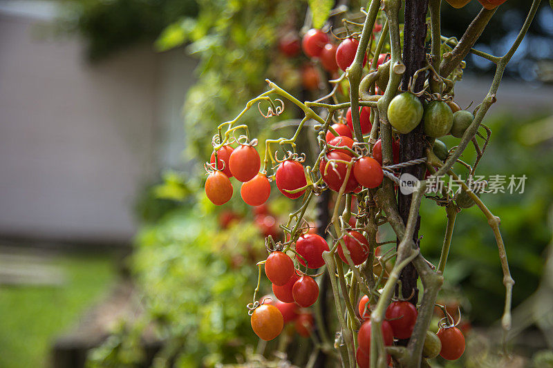 在私人菜园中种植的蔷薇番茄