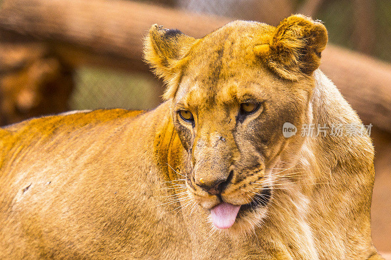 一个美丽的母狮。参观内罗毕重要的无保护或受伤动物孤儿院。肯尼亚