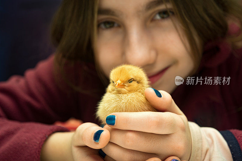 女孩在有机农场玩可爱的小鸡