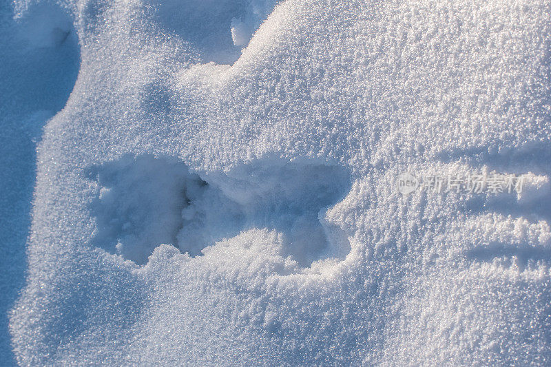 雪中狼獾的足迹