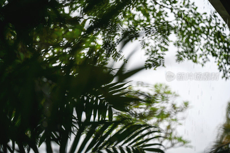 热带目的地有雨