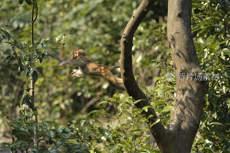 小猴子在树林里跳跃