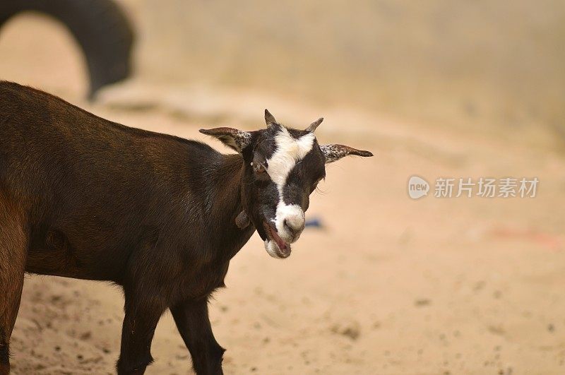 塞内加尔会说话的山羊