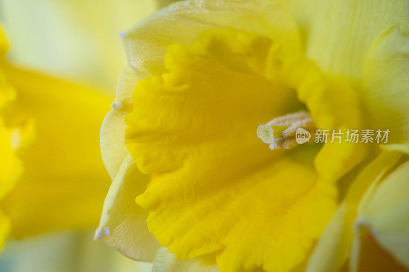 一个开花的黄色水仙花植物的柱头的宏观特写