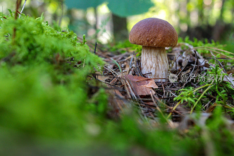 牛肝菌在树林里的苔藓中