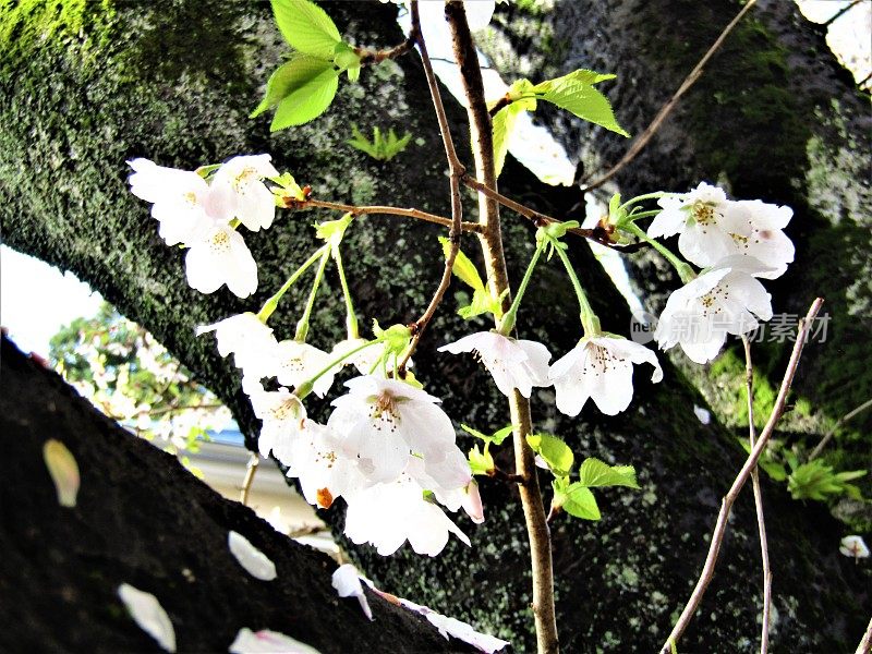 日本。3月底。雨夜过后，阳光明媚的早晨。老樱树干上的樱花。