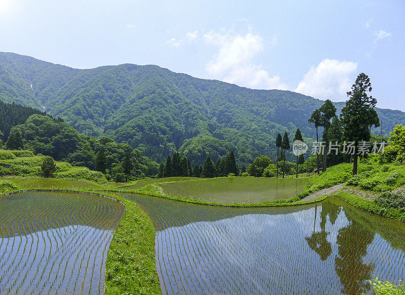 稻田