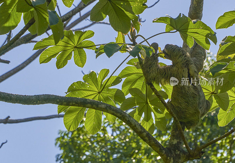 哥斯达黎加太平洋海岸曼纽尔・安东尼奥国家公园里的野生三趾树懒