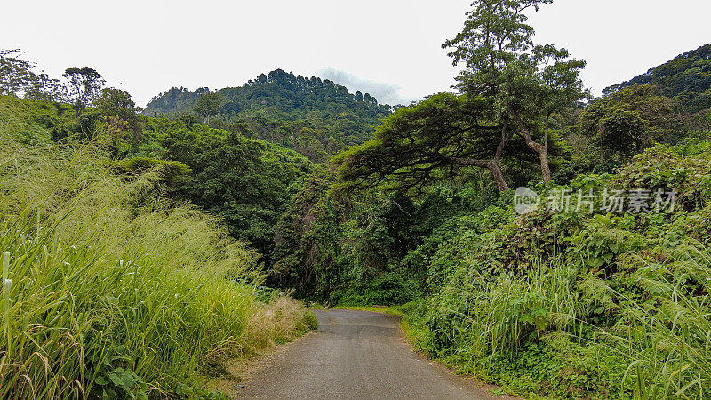 马拉维松巴高原热带森林植被与树木之间的道路