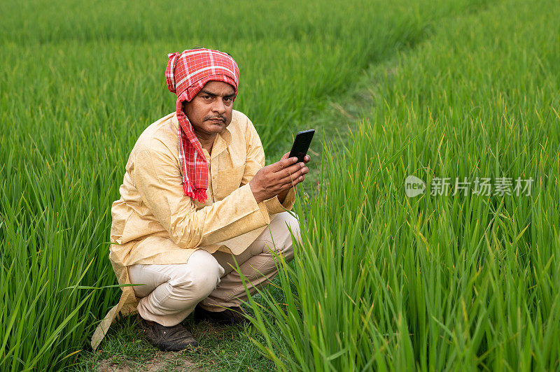 在绿色的农田里拍摄小麦植物的照片或绿色稻田的印度农民