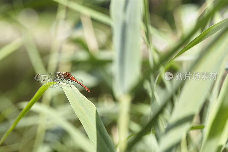 Meadowhawk蜻蜓