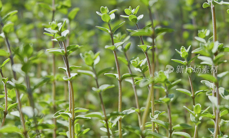 百里香(麝香)的特写-药草园